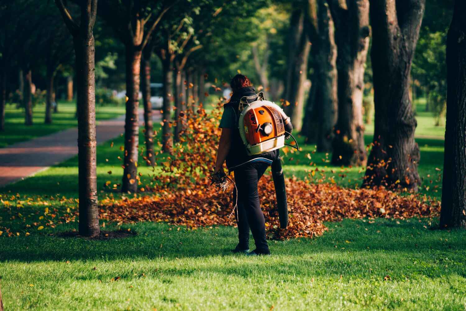 Trusted Harlem Heights, FL Tree Service Experts